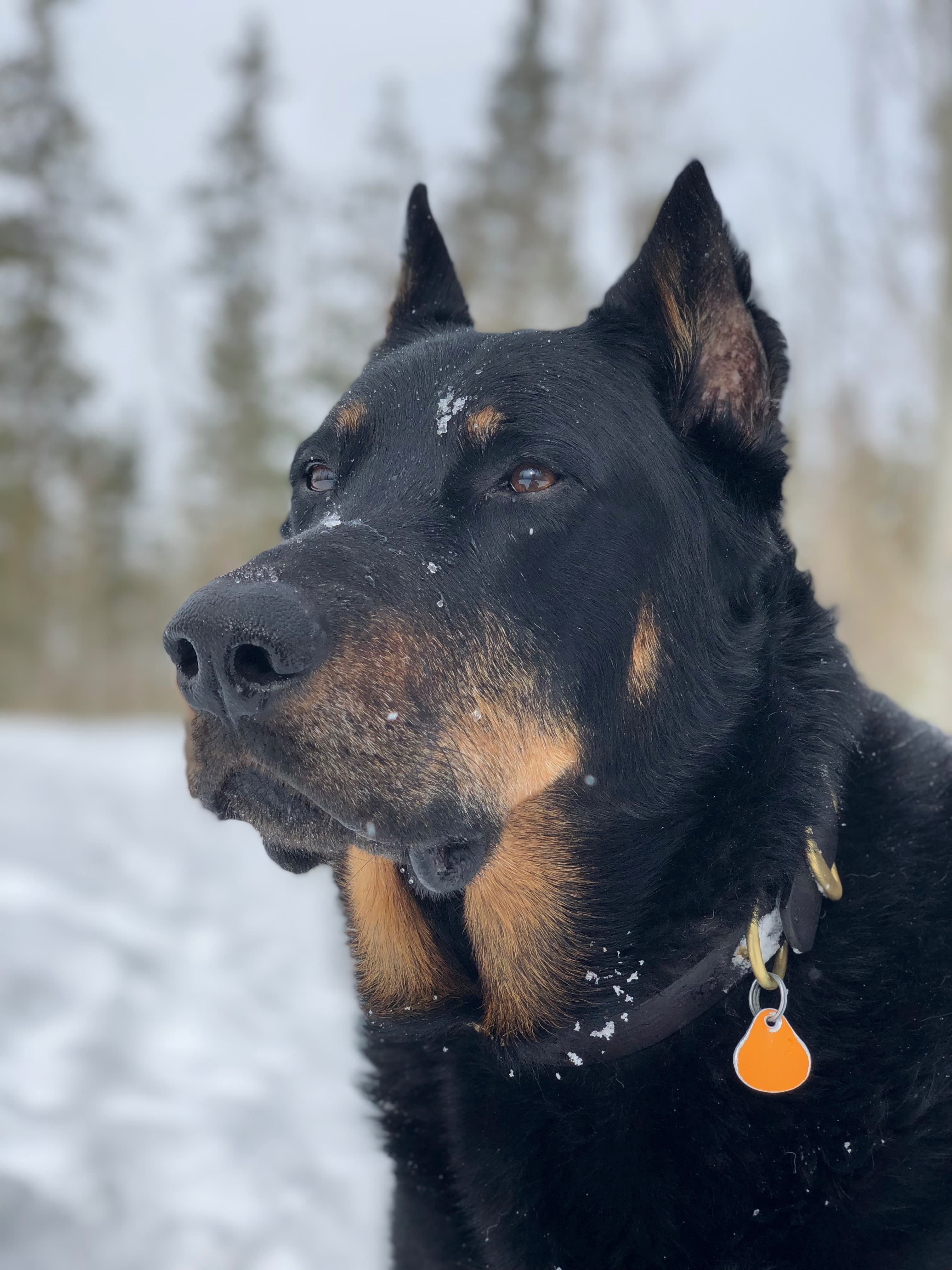 Beauceron