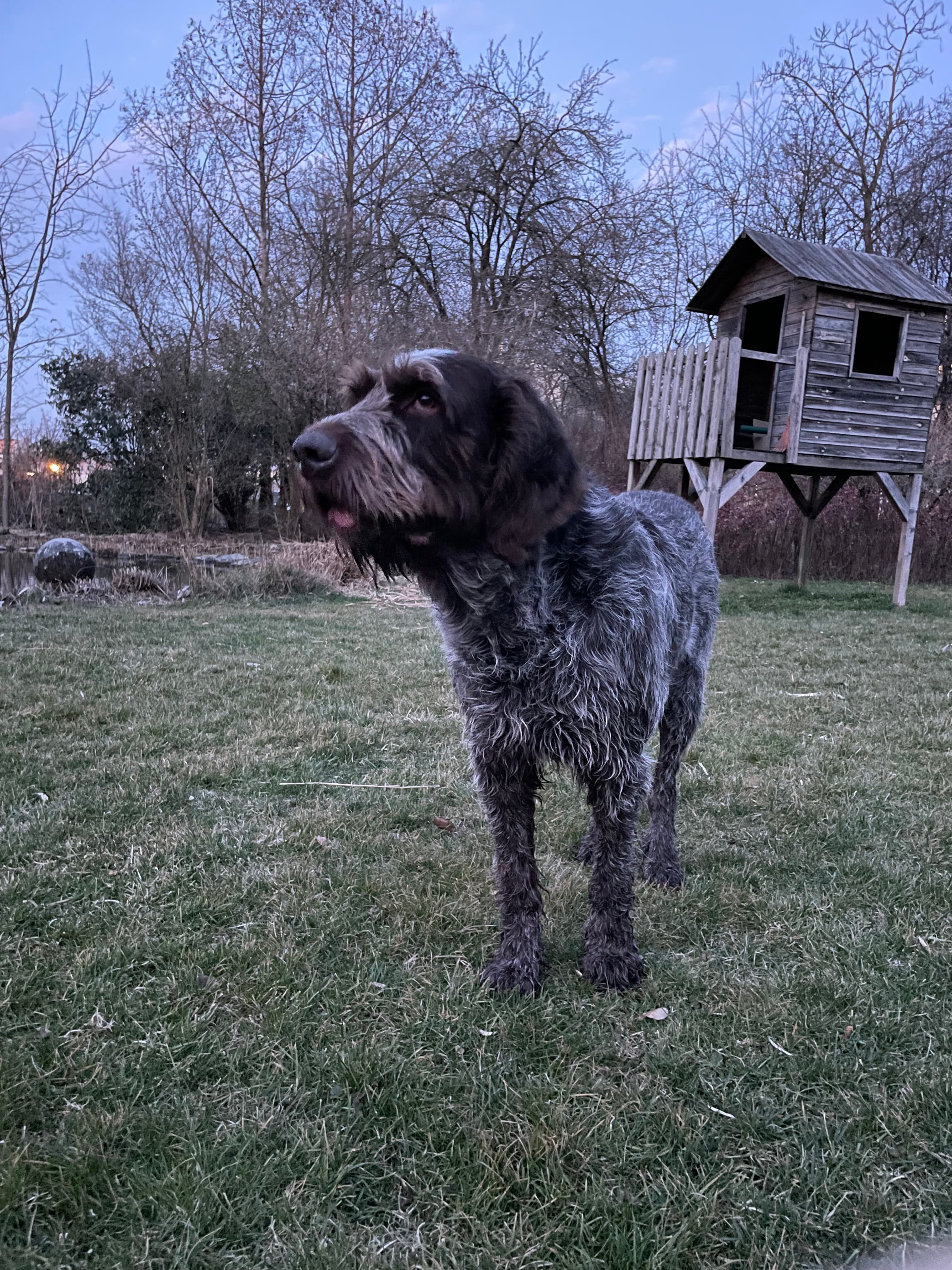 Spinone Italiano