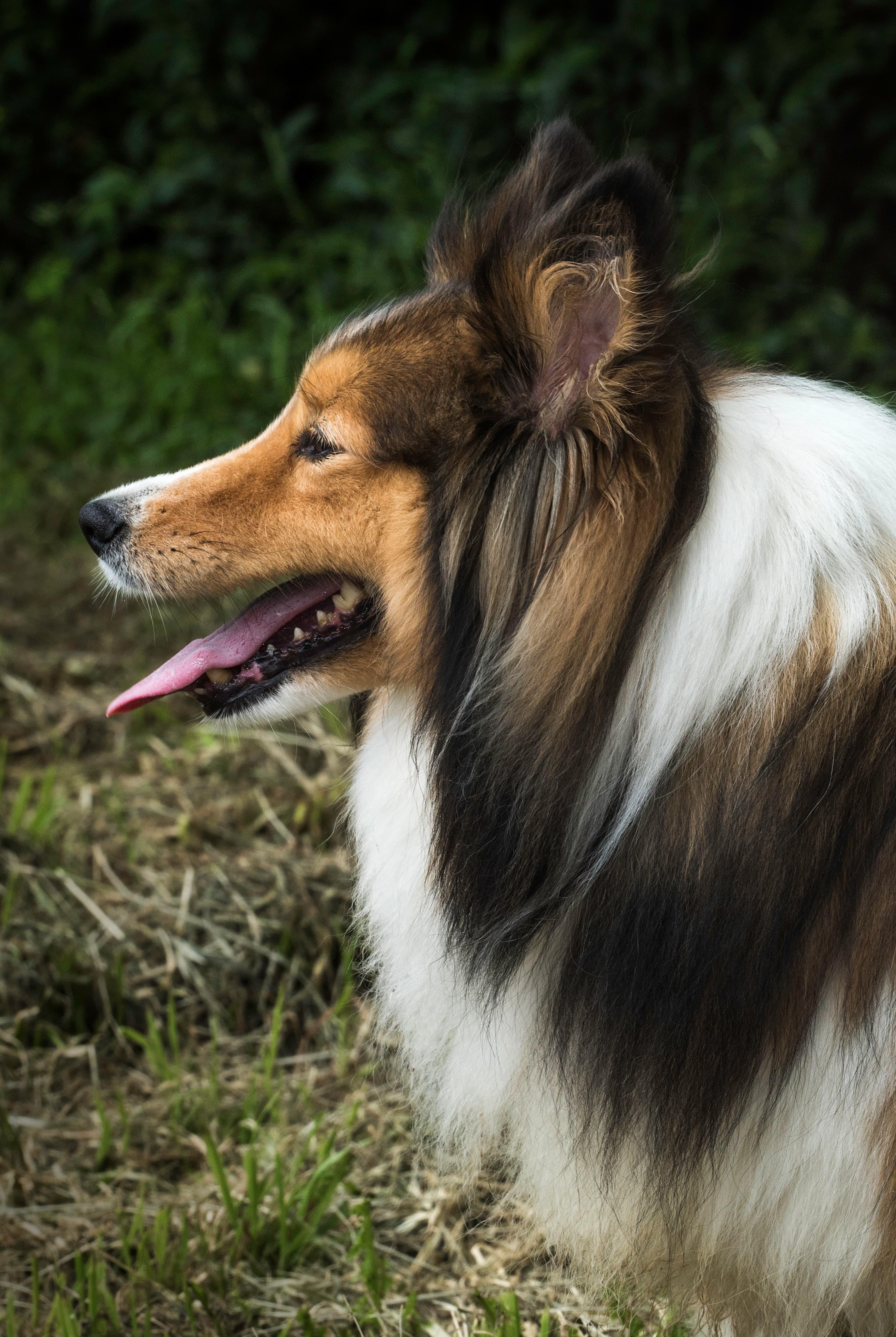 Sheltie (Shetland Sheepdog)