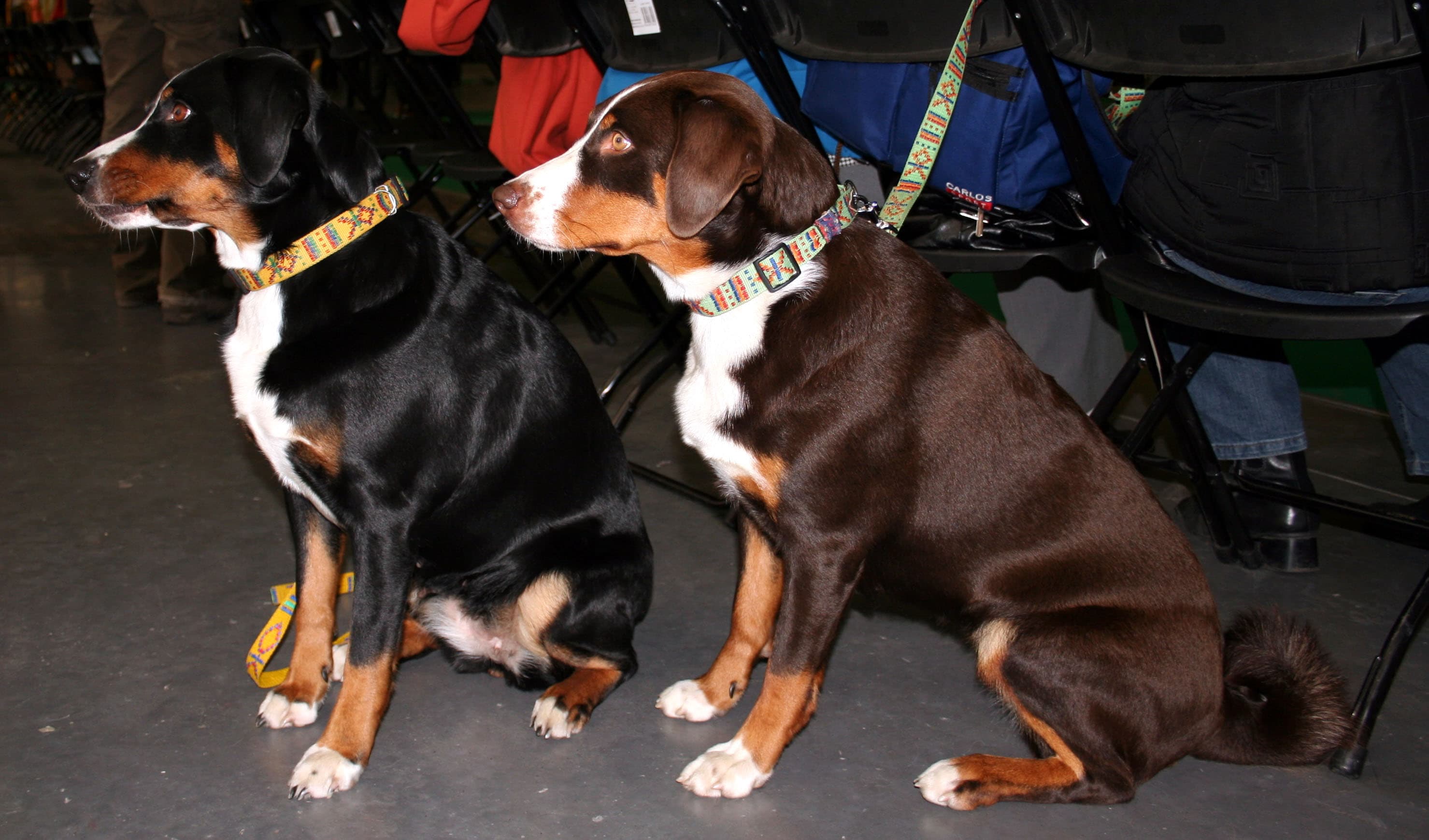 Appenzeller Sennenhond